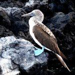 Voyage aux Galápagos en indépendant voyage aux Galápagos blue footed boobies 2