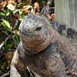 Voyage aux Galápagos en indépendant voyage aux galapagos iguane