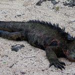 Voyage aux Galápagos en indépendant voyage aux Galápagos iguane marin plage