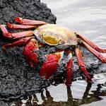Voyage aux Galápagos en indépendant voyage aux Galápagos crabe