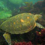 Voyage aux Galápagos en indépendant voyage aux galapagos tortue marine