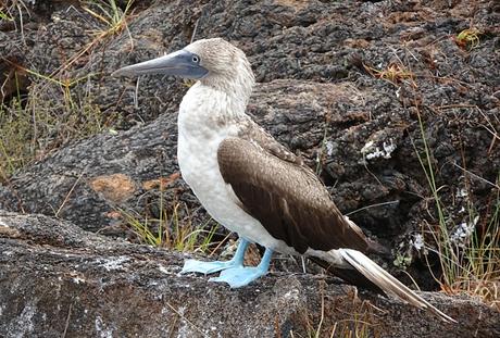 Voyage aux Galápagos en indépendant voyage aux galapagos blue footed boobies