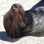 Voyage aux Galápagos en indépendant voyage aux galapagos lion de mer couché