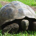 Voyage aux Galápagos en indépendant voyage aux Galápagos tortue terrestre