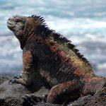 Voyage aux Galápagos en indépendant voyage aux galapagos iguane marin