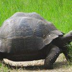 Voyage aux Galápagos en indépendant voyage aux Galápagos tortue géante el chato