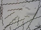 NANOTECHNOLOGIES microrobots biohybrides pour traiter tissus difficiles atteindre