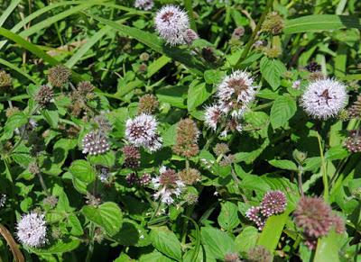Menthe aquatique (Mentha aquatica) Menthe aquatique (Mentha aquatica)
