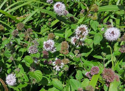 Menthe aquatique (Mentha aquatica)