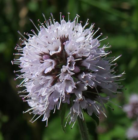 Menthe aquatique (Mentha aquatica)