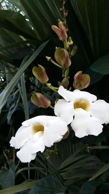 thunbergia grandiflora alba