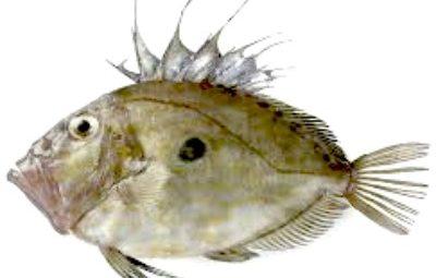 Lasagne de Saint-Pierre en sabayon de poivre