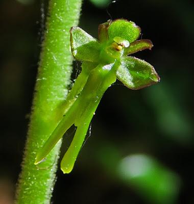 Listère à feuilles ovales (Neottia ovata, Listera ovata)