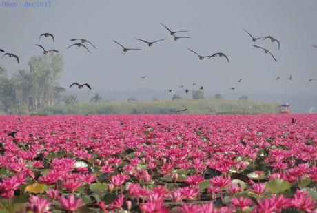 Issan, around the pink lake (pics)