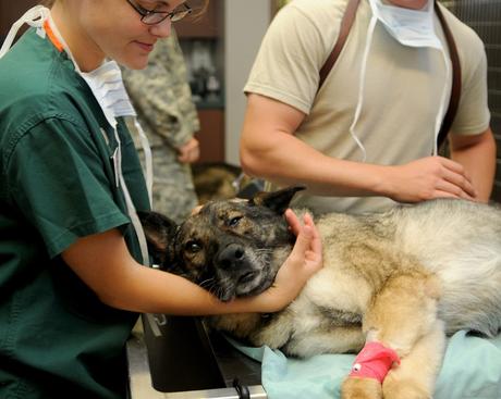 Vétérinaires, le site en cas d’urgence