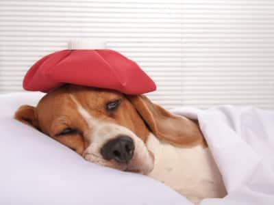 La migraine chez le chien existe t-elle ?
