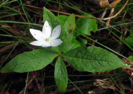 Trientale (Lysimachia europaea)