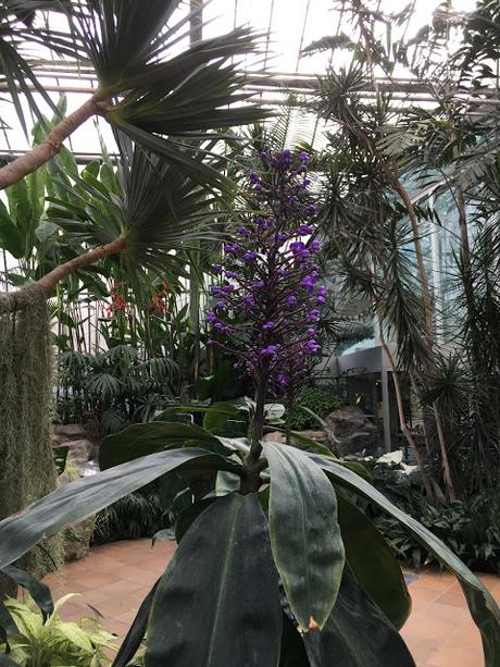 Au coeur de l'hiver, les vivants du Jardin botanique