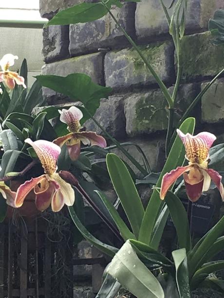 Au coeur de l'hiver, les vivants du Jardin botanique