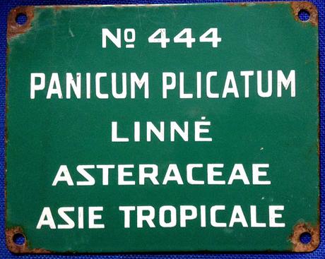 # 294/313 - Panicum plicatum