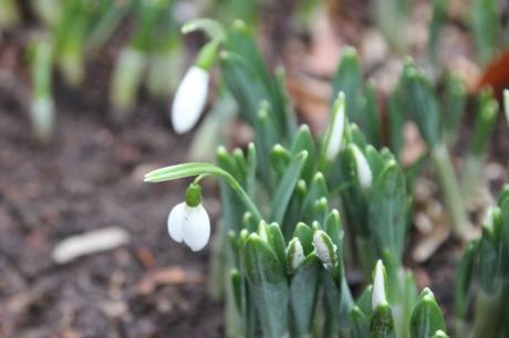 galanthus elwesii monostictus veneux 9 dec 2015 010 (3).jpg