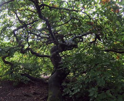 Hêtre tortillard (Fagus sylvatica f. tortuosa)