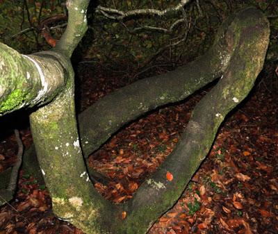 Hêtre tortillard (Fagus sylvatica f. tortuosa)