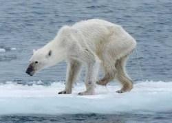 Parlons climat : (II) Ouragans, océans et ours polaires