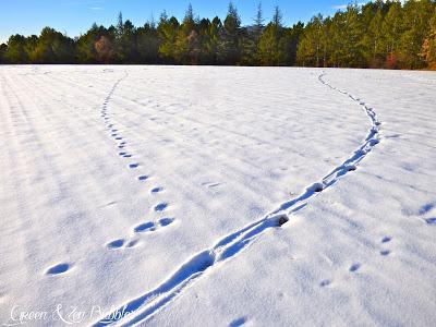 Le peuple de la forêt