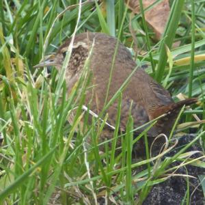 Le troglo dans sa jungle