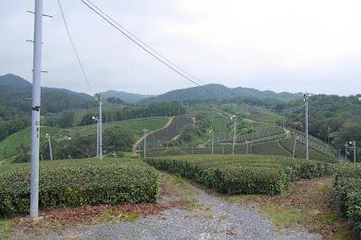 Sencha de Asamiya, cultivar Yabukita