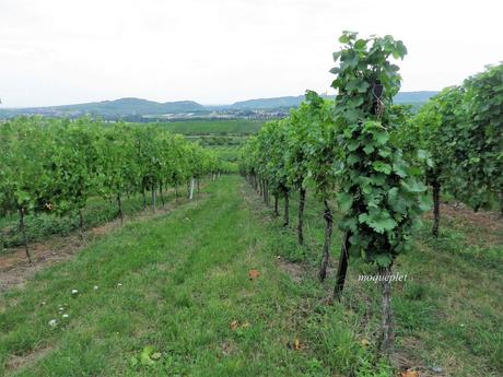 La France - L'alsace et son vignoble La France - L'alsace et son vignoble