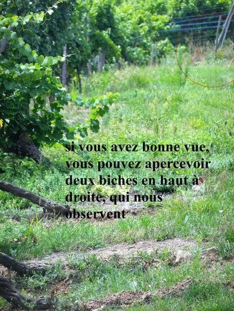 La France - L'alsace et son vignoble La France - L'alsace et son vignoble