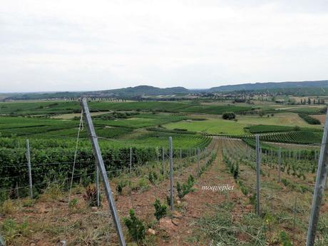 La France - L'alsace et son vignoble La France - L'alsace et son vignoble