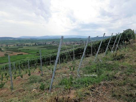 La France - L'alsace et son vignoble La France - L'alsace et son vignoble