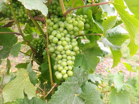 La France - L'alsace et son vignoble La France - L'alsace et son vignoble