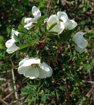 Rosier pimprenelle (Rosa pimpinellifolia)