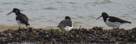 C’est la saison de l’huîtrier C’est la saison de l’huîtrier