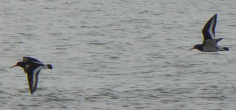 C’est la saison de l’huîtrier C’est la saison de l’huîtrier