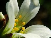 Saxifrage granulé (Saxifraga granulata)