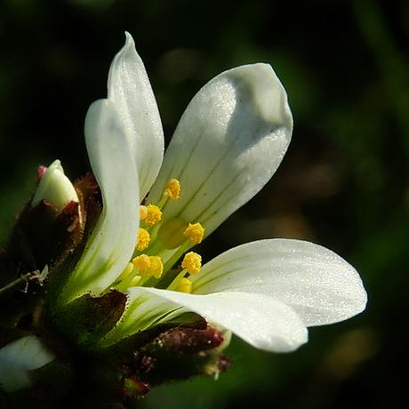 Saxifrage granulé (Saxifraga granulata)