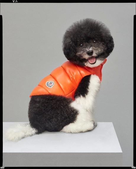 MONCLER & POLDO DOG COUTURE MONCLER & POLDO DOG COUTURE