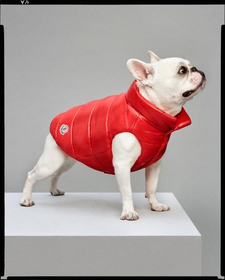 MONCLER & POLDO DOG COUTURE MONCLER & POLDO DOG COUTURE