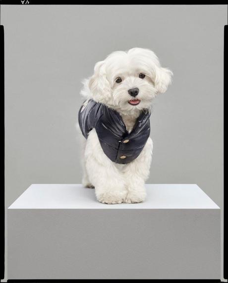MONCLER & POLDO DOG COUTURE MONCLER & POLDO DOG COUTURE