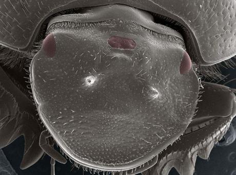 ce-scarabee-acquis-troisieme-oeil-par-manipulation-genetique_width1024-758x564.jpg