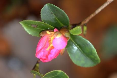 9 camellia sasanqua veneux 10 dec 2017 006 (2).jpg