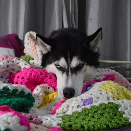 Anuko, le chien le plus grincheux du monde pose pour Noël  !