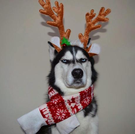 Anuko, le chien le plus grincheux du monde pose pour Noël  !