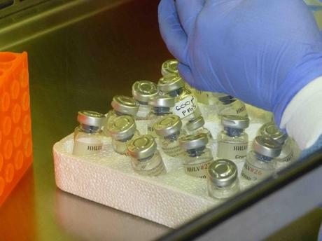 HÉROINE : Un vaccin prometteur, et contre la dépendance aux opioïdes aussi
