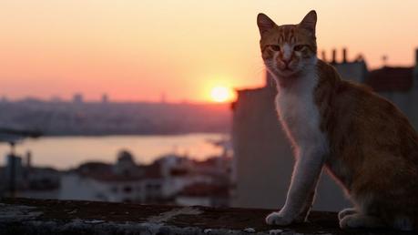 Kedi, des chats et des hommes : un documentaire plein de tendresse